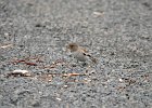 Sneeuwvink (White-winged snowfinch) (Montifringilla nivalis) - parkeerplaats Yolin Am (4)